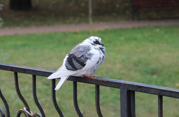 pigeon