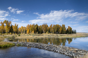 Beaver Dam