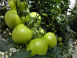 Green tomatoes organic growing on vine