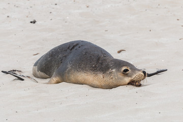 Australian Sea lions, Seal Bay, Kangaroo Island