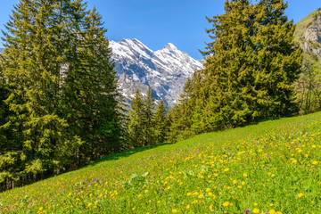 Fototapeta premium View of beautiful landscape in the Alps with fresh green meadows and snow-capped mountain tops in the background on a sunny day with blue sky and clouds in springtime.