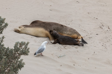 Australian Sea lions, Seal Bay, Kangaroo Island