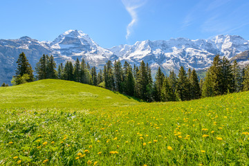 View of beautiful landscape in the Alps with fresh green meadows and snow-capped mountain tops in...
