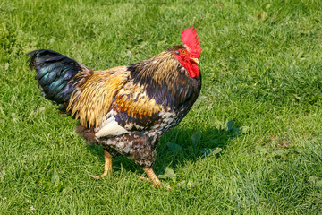 Poultry. Chickens. Big, colorful rooster. Brown rooster with a red crest. Breeding chickens. Agricultural poultry. Rustic rooster.