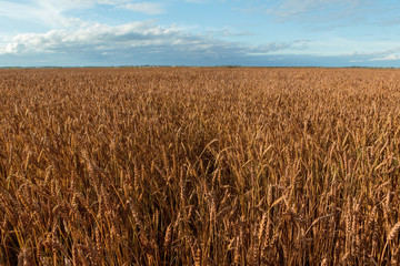 golden wheat field