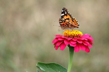 A Painted Lady Butterfly feeds on a pink zinnia blossom in the garden.