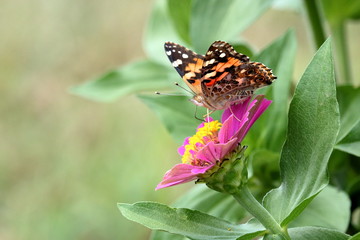 Fototapeta premium A Painted Lady Butterfly feeds on a pink zinnia blossom in the garden.
