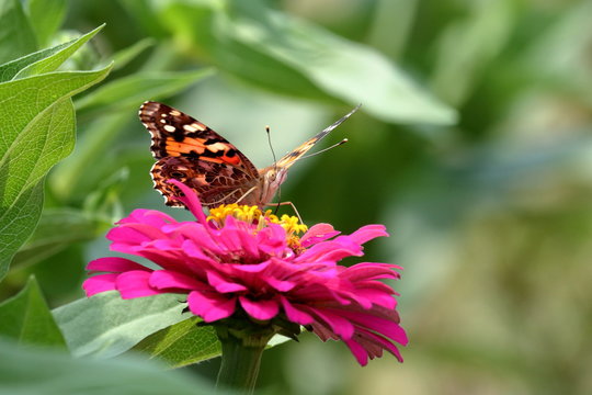 A Painted Lady Butterfly feeds on a pink zinnia blossom in the garden.