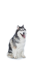 Fluffy Siberian Husky dog lying on a white background