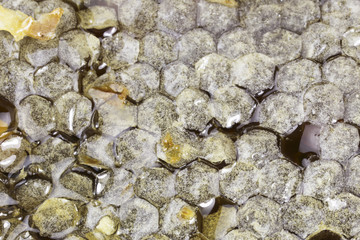 Honeycombs filled with honey closeup. In each cell of honeycomb the reflection of light in the form of an asterisk. Texture.