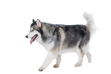 Fluffy Siberian Husky dog walking on a white background
