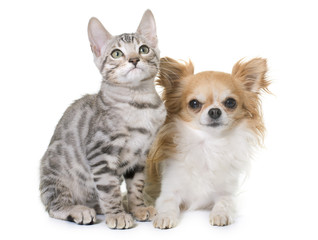 silver bengal kitten and chihuahua
