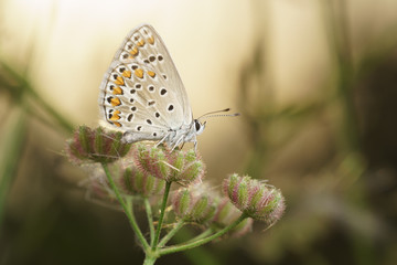 Fototapeta na wymiar Butterfly in the morning light