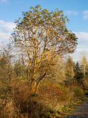 Fototapeta premium Tree In Winter