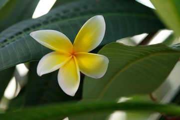 Frangipani tree flower during our vacation in Florida, USA.