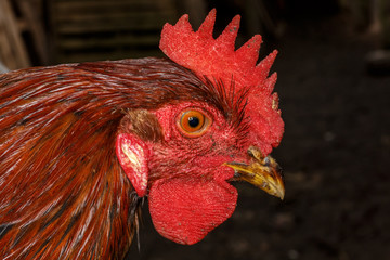 Петух крупным планом