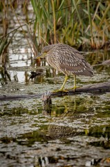 Juvenile black crown night heron fishing with reflection, Quebec, Canada.