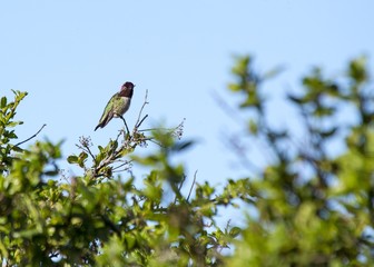 Anna's Hummingbird (Calypte anna)