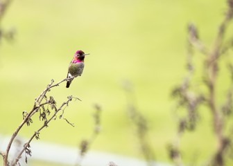 Anna's Hummingbird (Calypte anna)