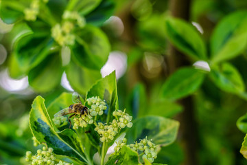 Bee on the Euonymus flowers, selective focus
