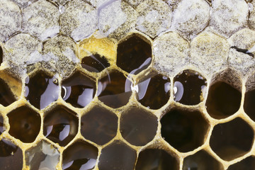 Honeycombs filled with honey closeup. In each cell of honeycomb the reflection of light in the form of an asterisk. Texture.