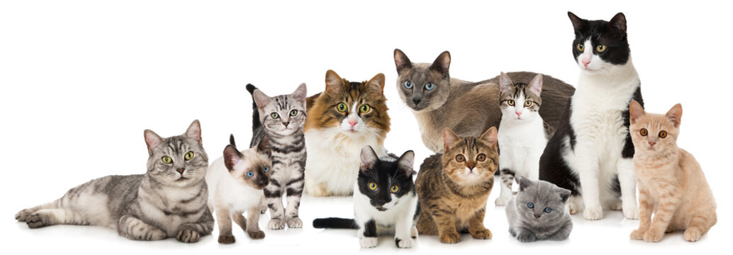 Verschiedene Katzen