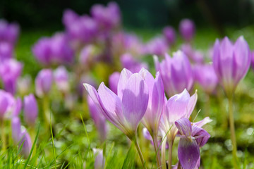Flowerbed with crocuses in the park