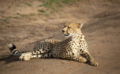 Fototapeta na wymiar Tired male cheetah lying on dirt road in Kenya's Masai Mara National Park