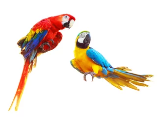 Gordijnen Twee kleurrijke rode papegaaien ara geïsoleerd op wit © vladstar