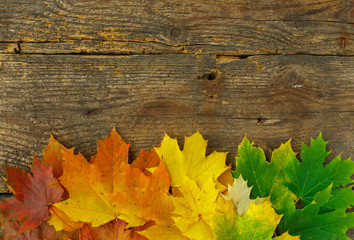 Naklejka na ściany i meble Red, yellow and green maple leaves on old wooden background