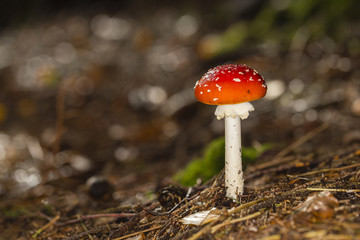 Amanita Muscaria (Fly Agaric) on the Forest ground