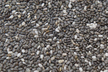 Graines de chia Salvia hispanica