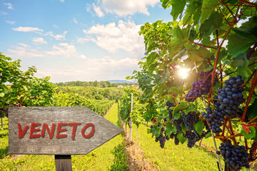 Wooden information sign for the wine region Veneto in Italy, Red wine: Grape vines in the vineyard...