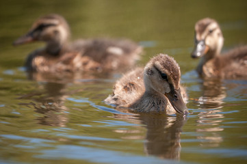 Ducklings In The Sprin