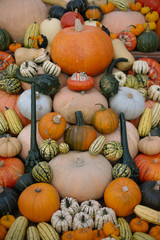 Pumpkin and Squash Collection