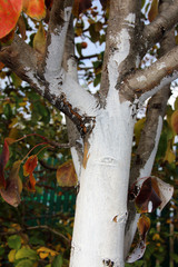 Whitewashed young fruit tree against spring sunscald in the autumn garden