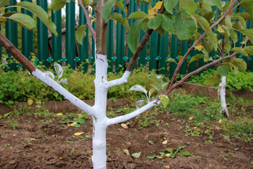 Whitewashed young fruit tree against spring sunscald in the autumn garden