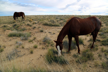 Fototapeta na wymiar Horses in New Mexico