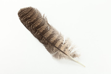 Barred Owl feather