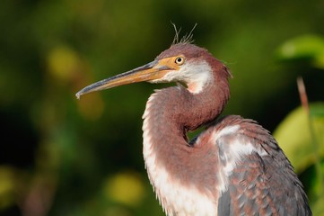 Juvenile tricolor heron relaxing in Florida,USA