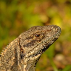 Head close-up of a Yucatan iguana in Mexico.