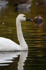 Fototapeta premium Tundra Swan