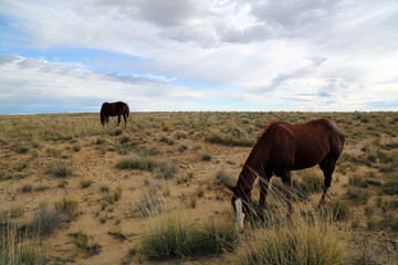 Fototapeta na wymiar Horses in New Mexico