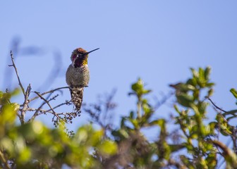 Anna's Hummingbird (Calypte anna)