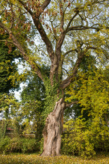 Herbstlaub