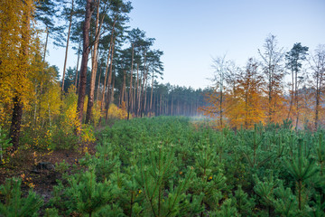 Młodnik w lesie sosnowym © Piotr Szpakowski