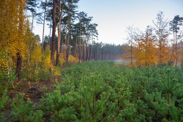 Młodnik w lesie sosnowym © Piotr Szpakowski