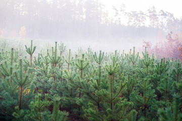 młode drzewka sosnowe we mgle