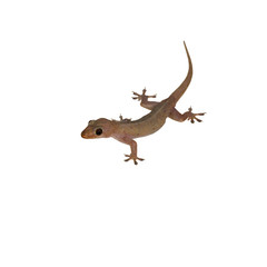 Gecko lizard