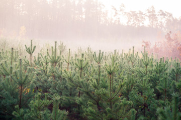 Obraz na płótnie Canvas młode drzewka sosnowe we mgle
